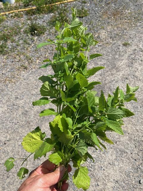 Lemon balm