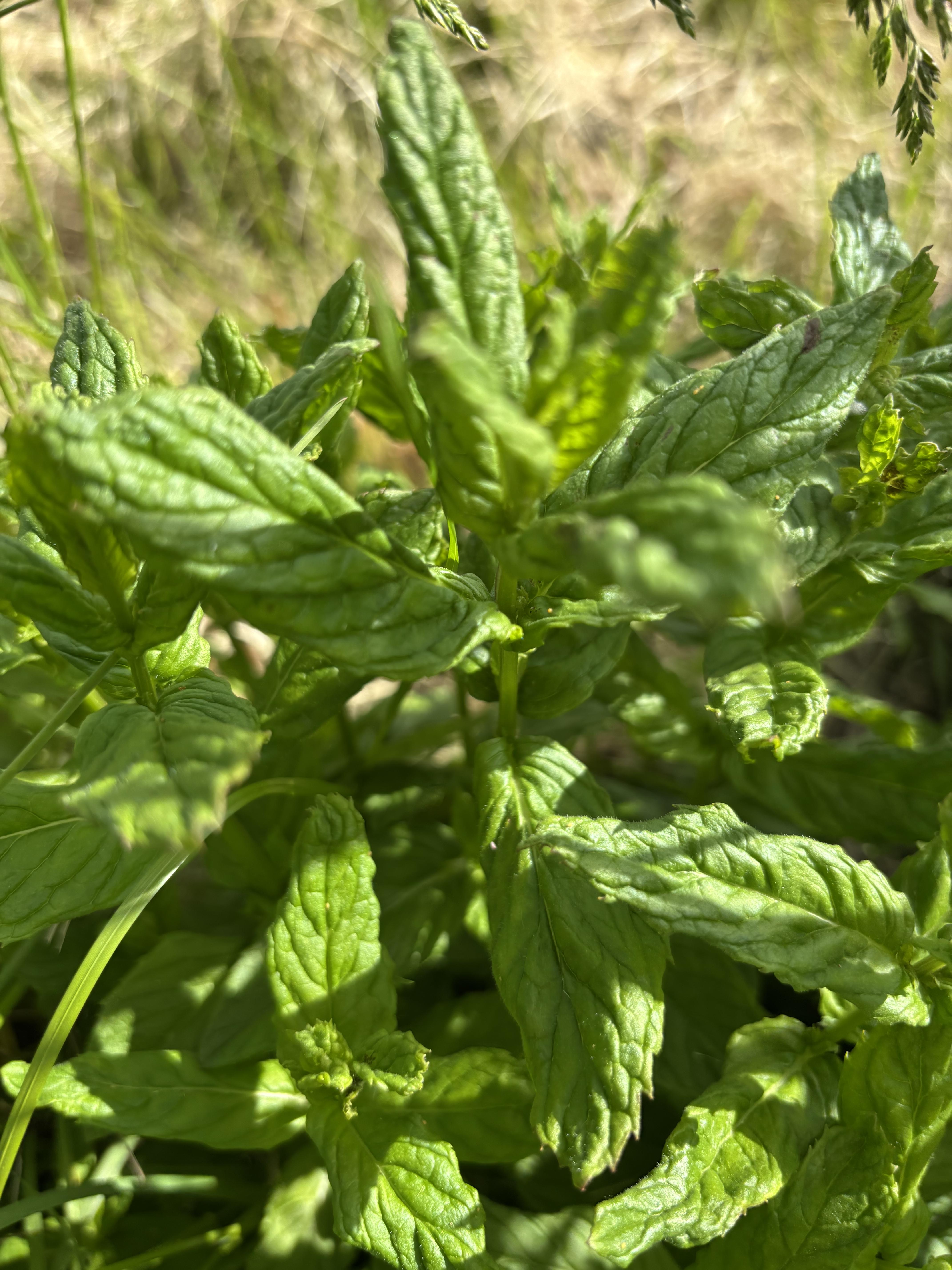 Certified Organic Spearmint