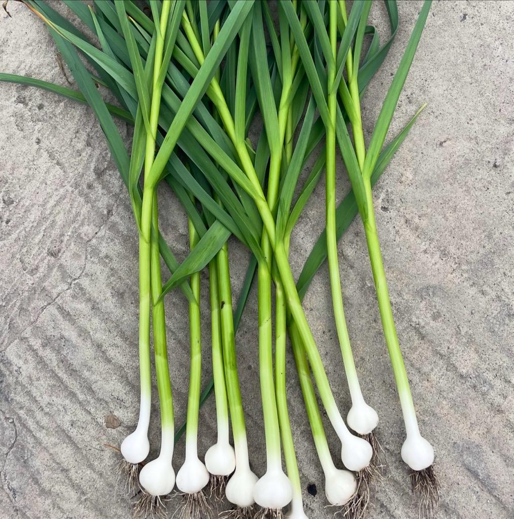 Fresh garlic - 1 bulb
