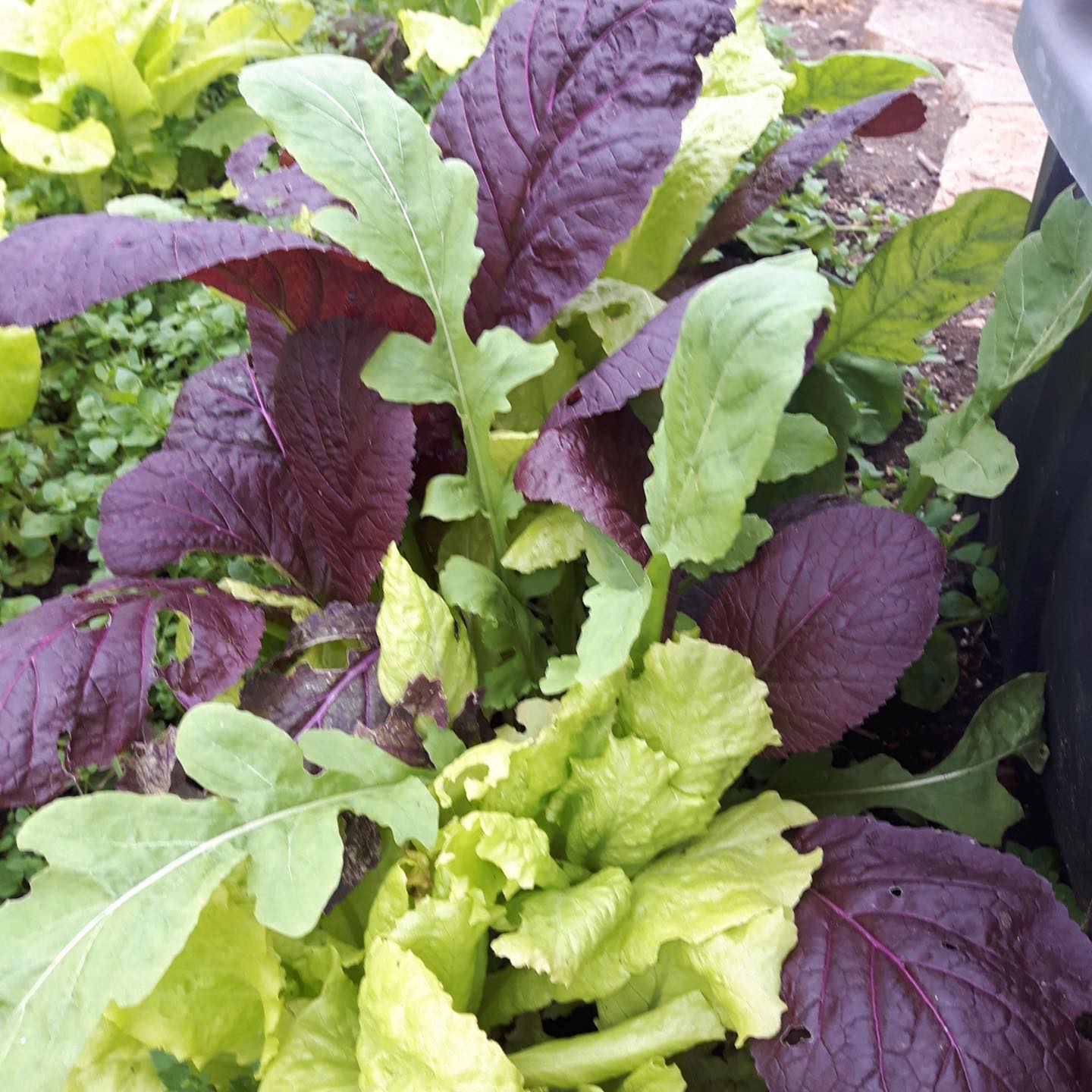 Certified Organic Mixed Greens