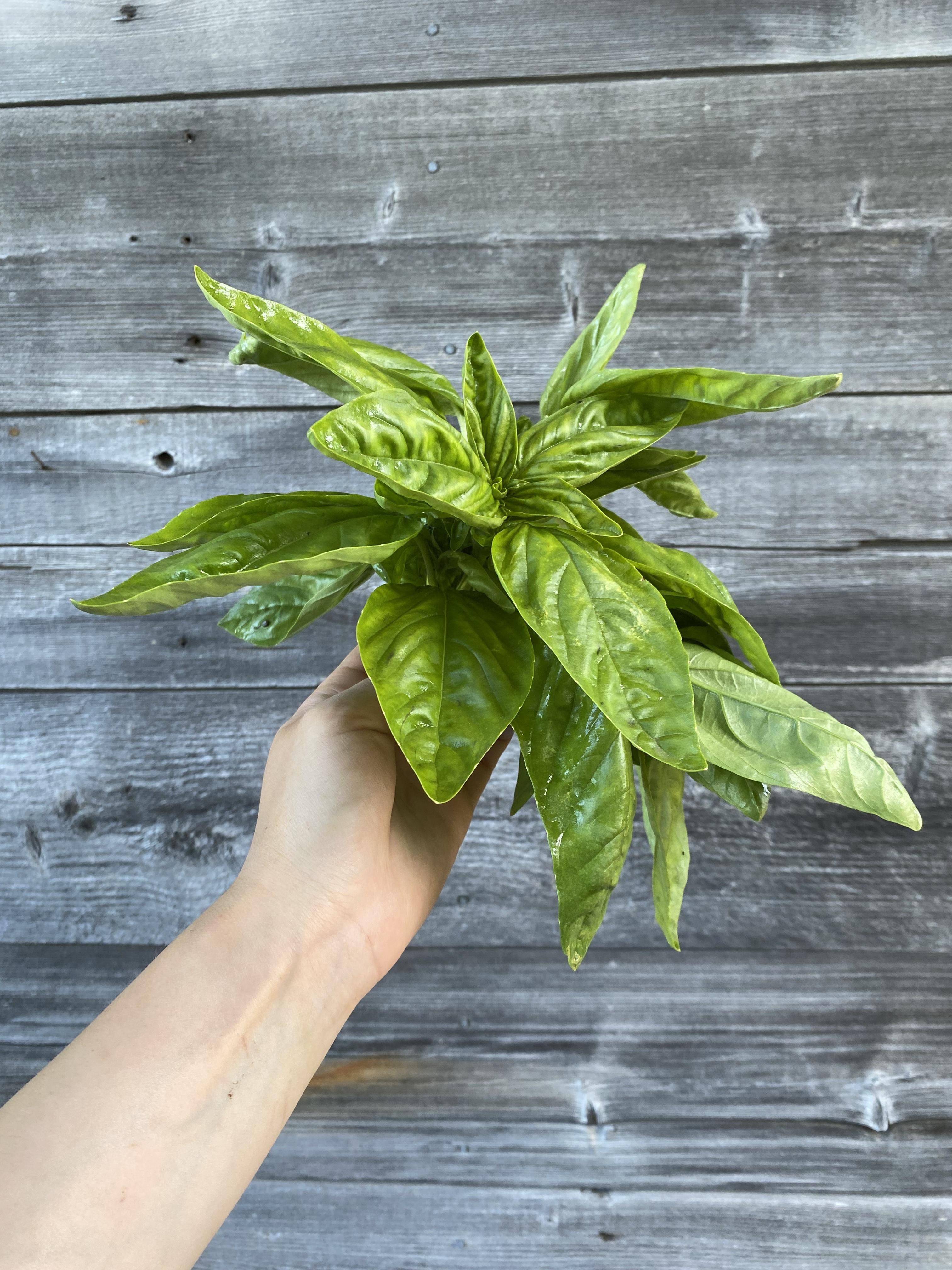 Basil - Genovese