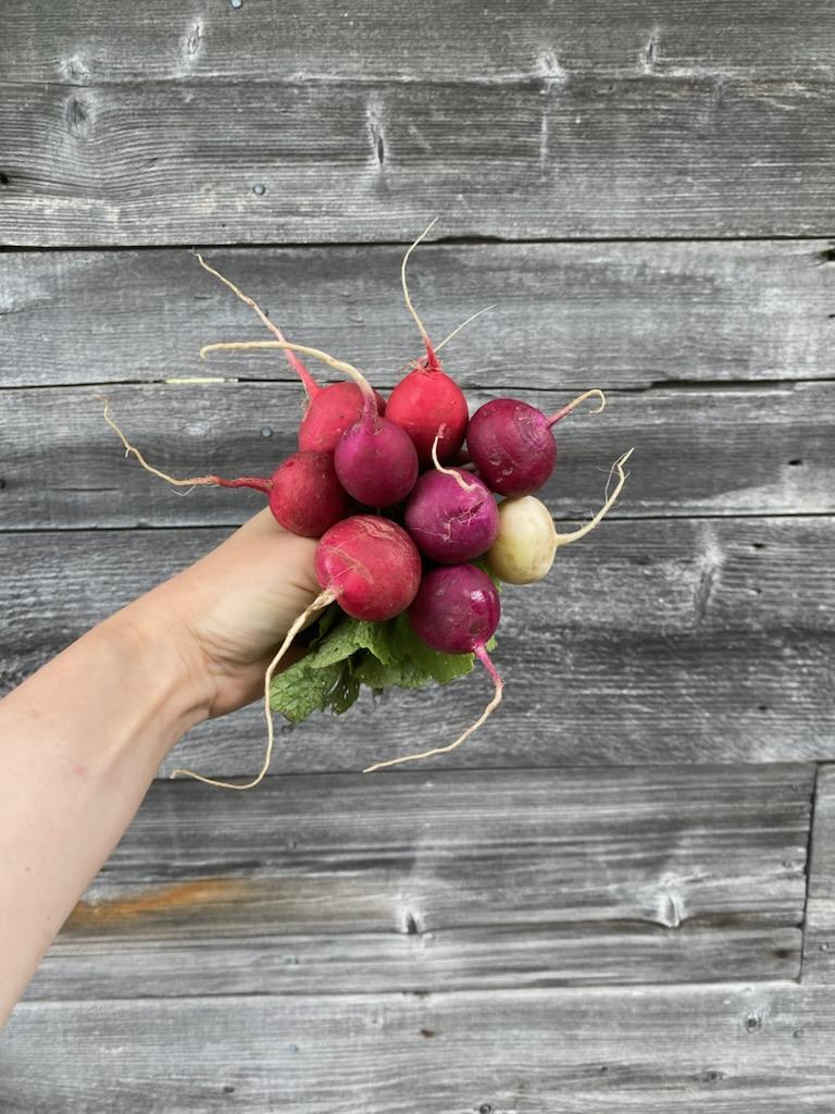 Radish - Easter Egg