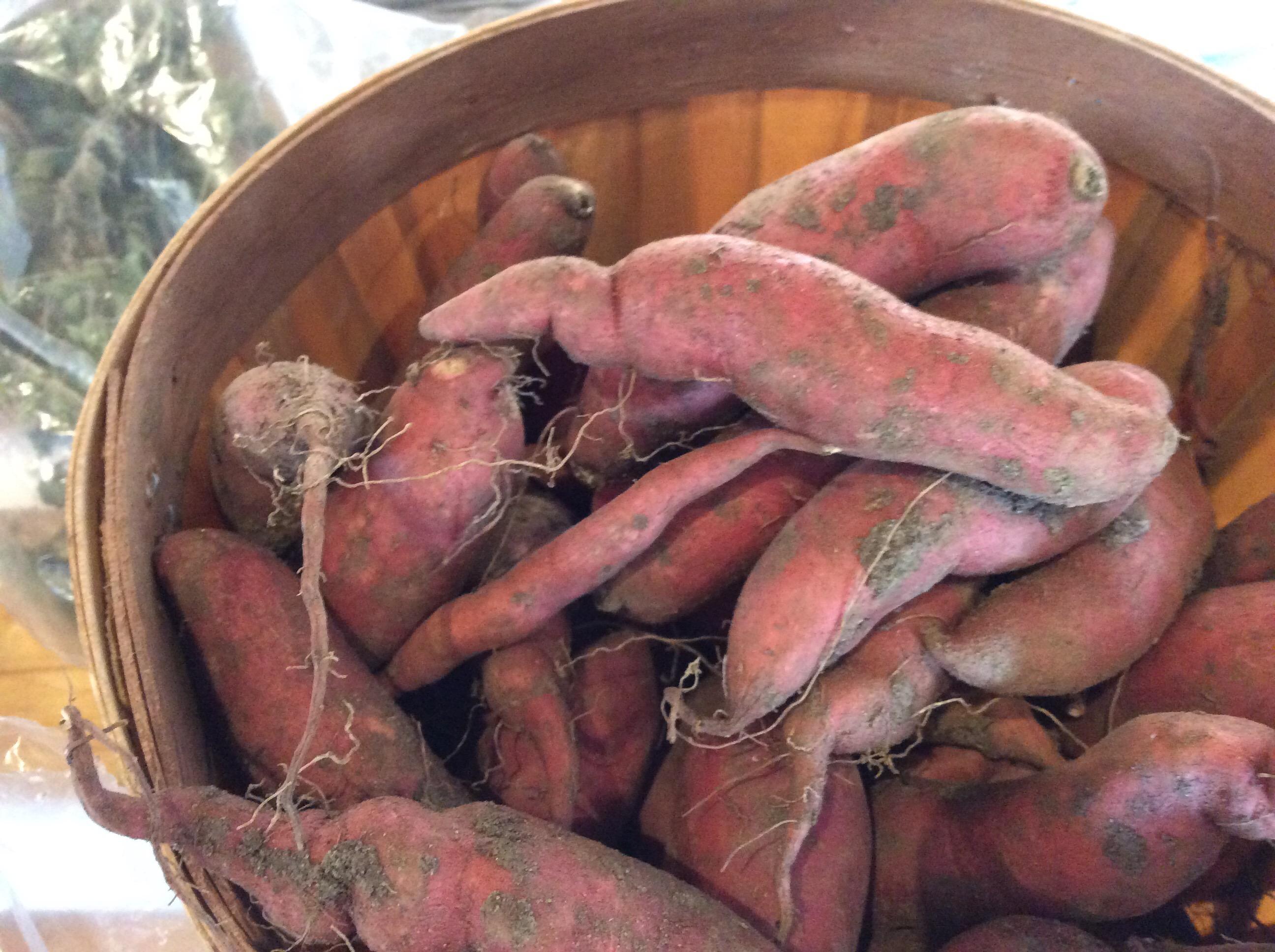 Certified Organic Sweet Potatoes Japanese White