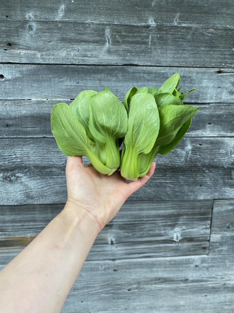 Bok Choy - Green