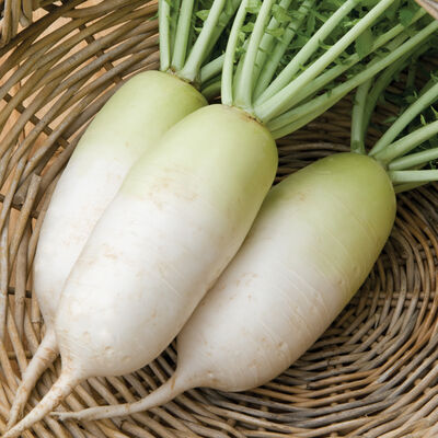 Radish - White Daikon