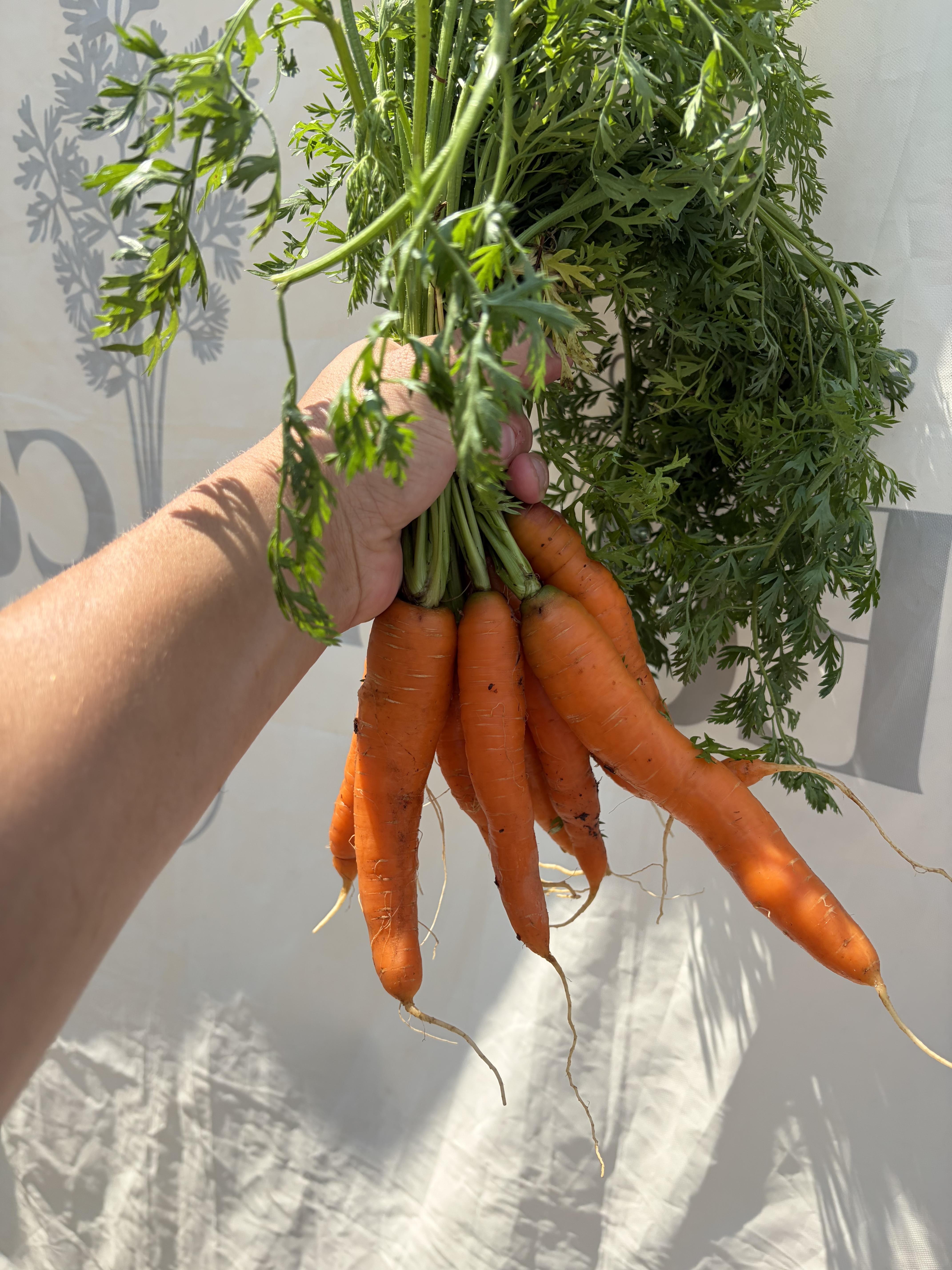 Carrots
