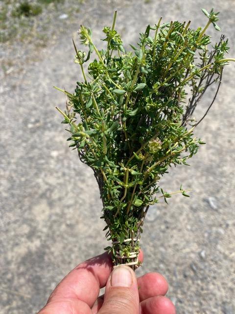 Thyme