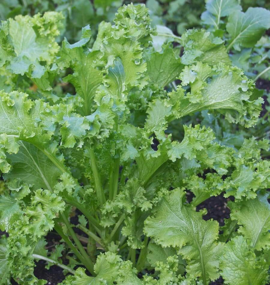 Kale - Certified Organic