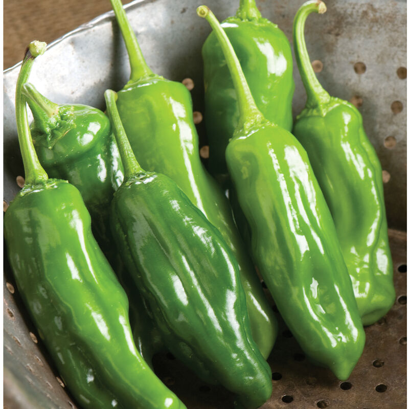Sweet Peppers - Shishito