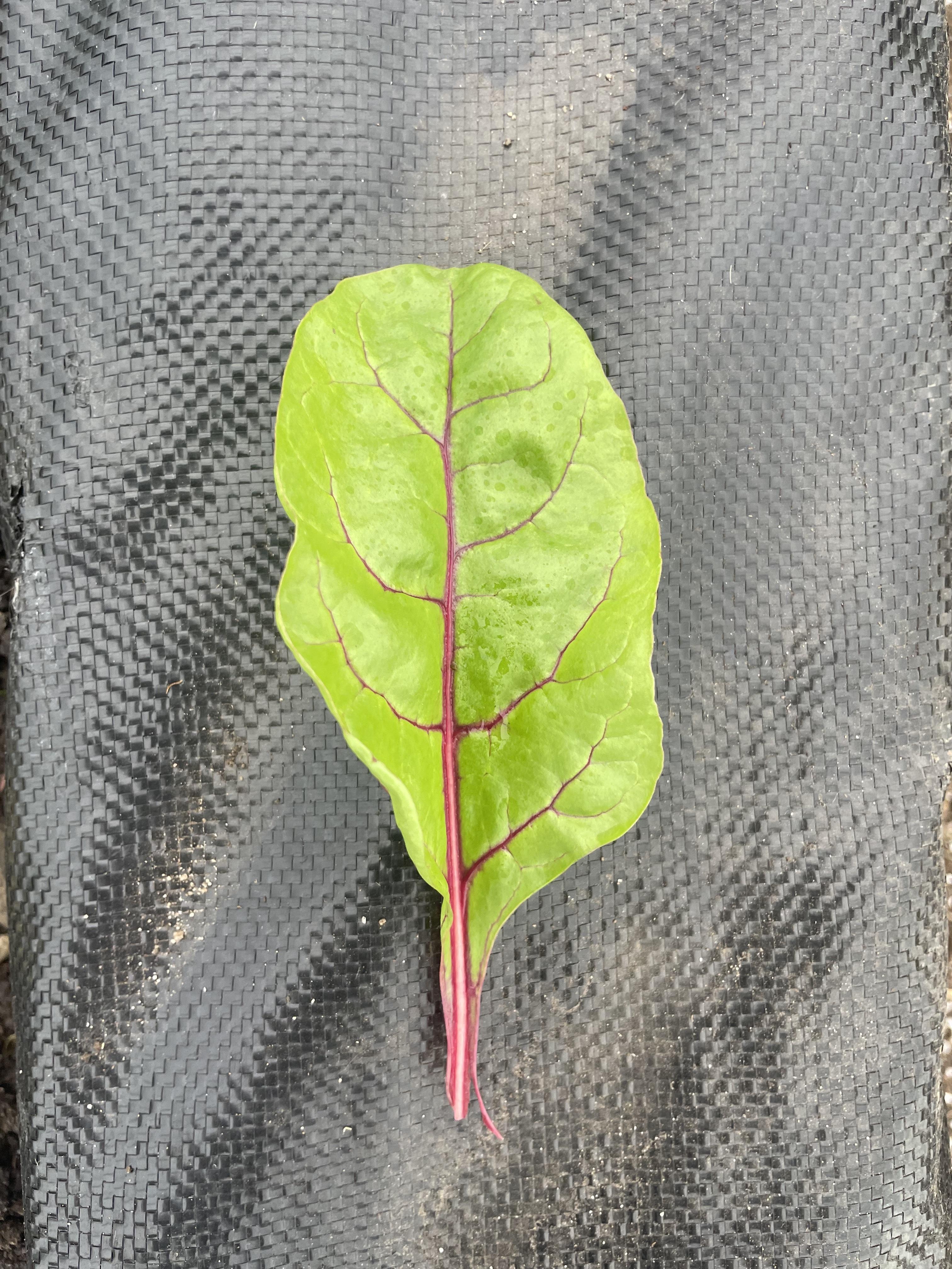 Beet Greens