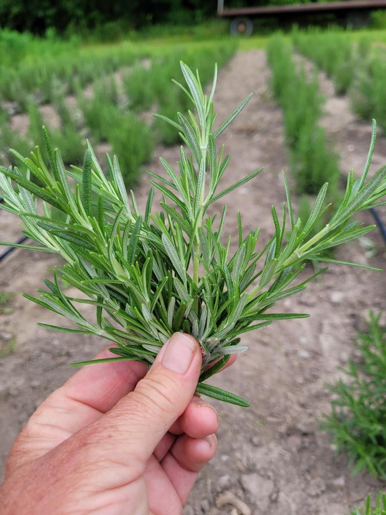 Rosemary