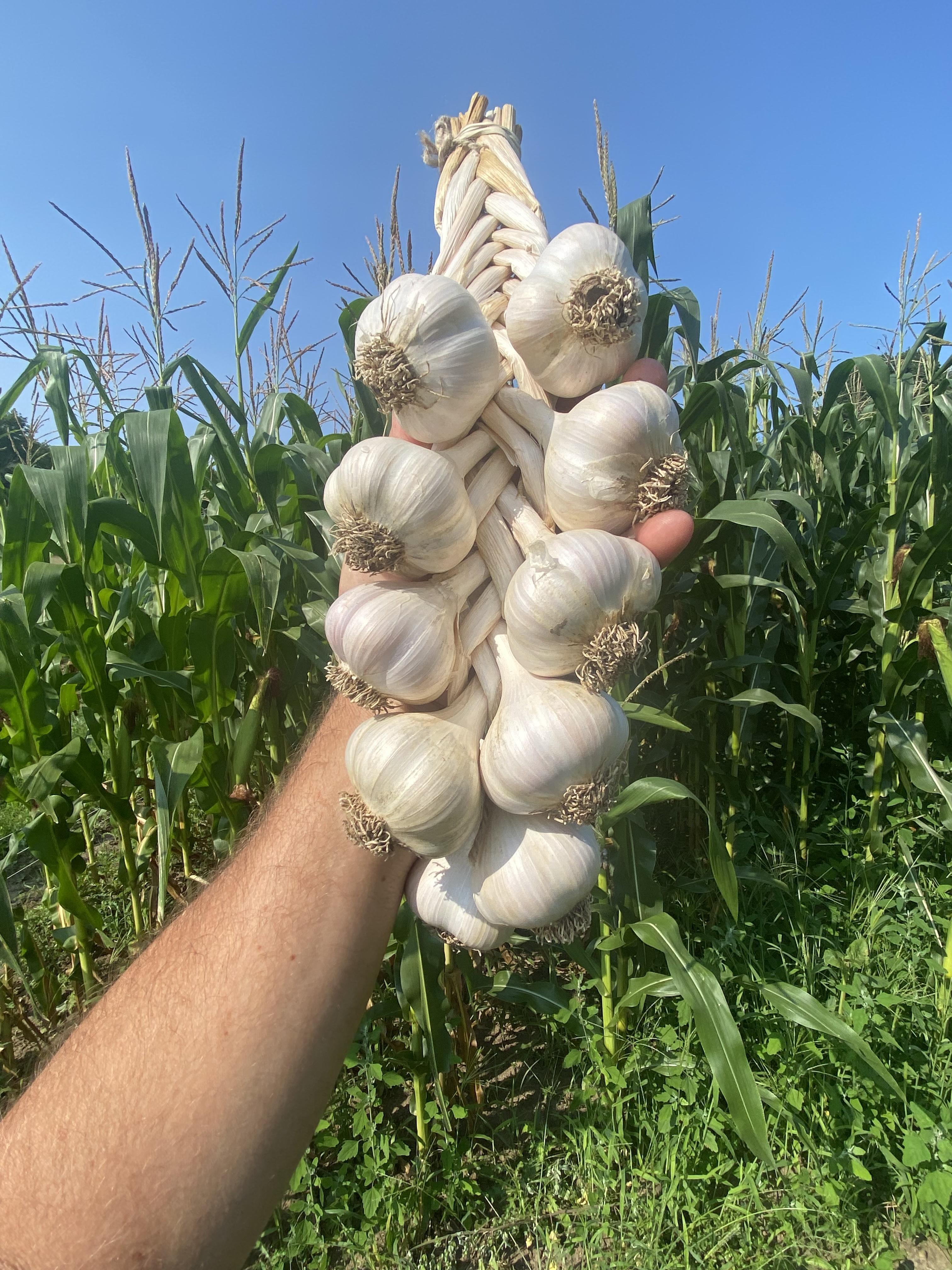 Garlic Braid