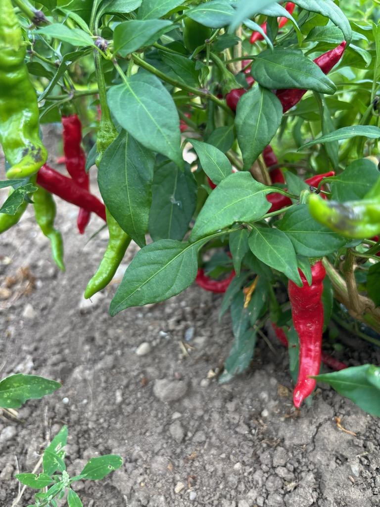 Certified Organic Cayenne peppers