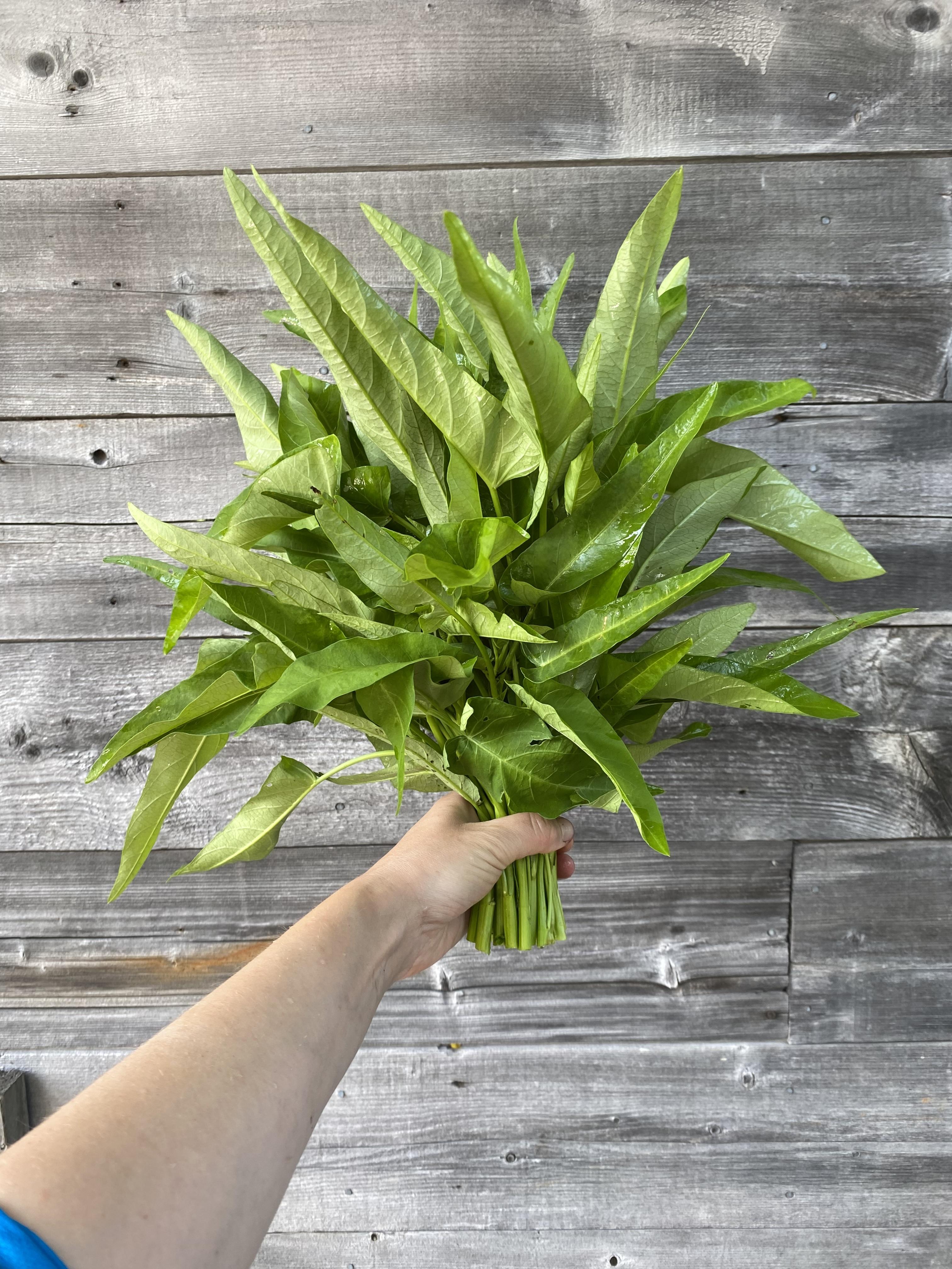 Water Spinach