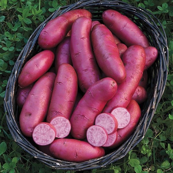 Amarosa Potatoes