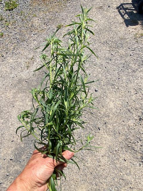 Tarragon