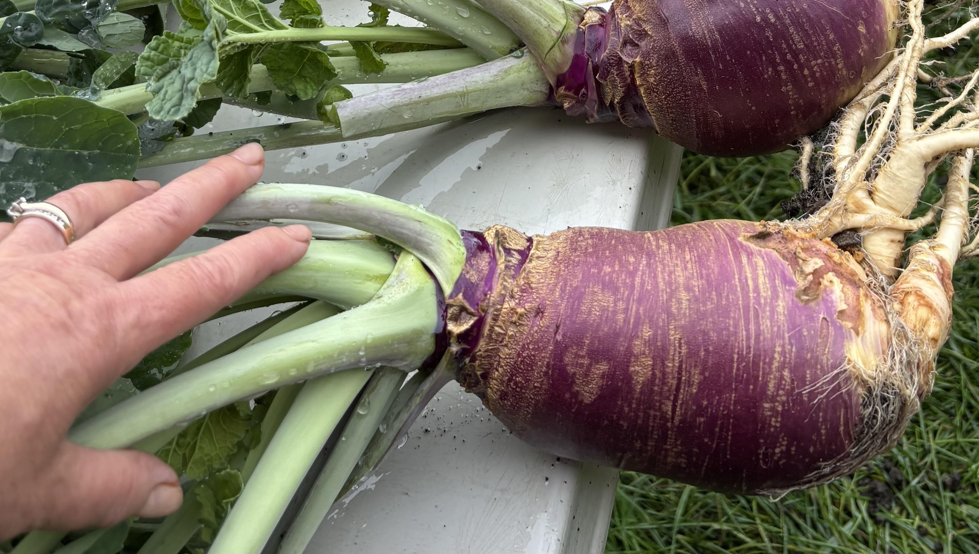 Certified Organic Rutabagas