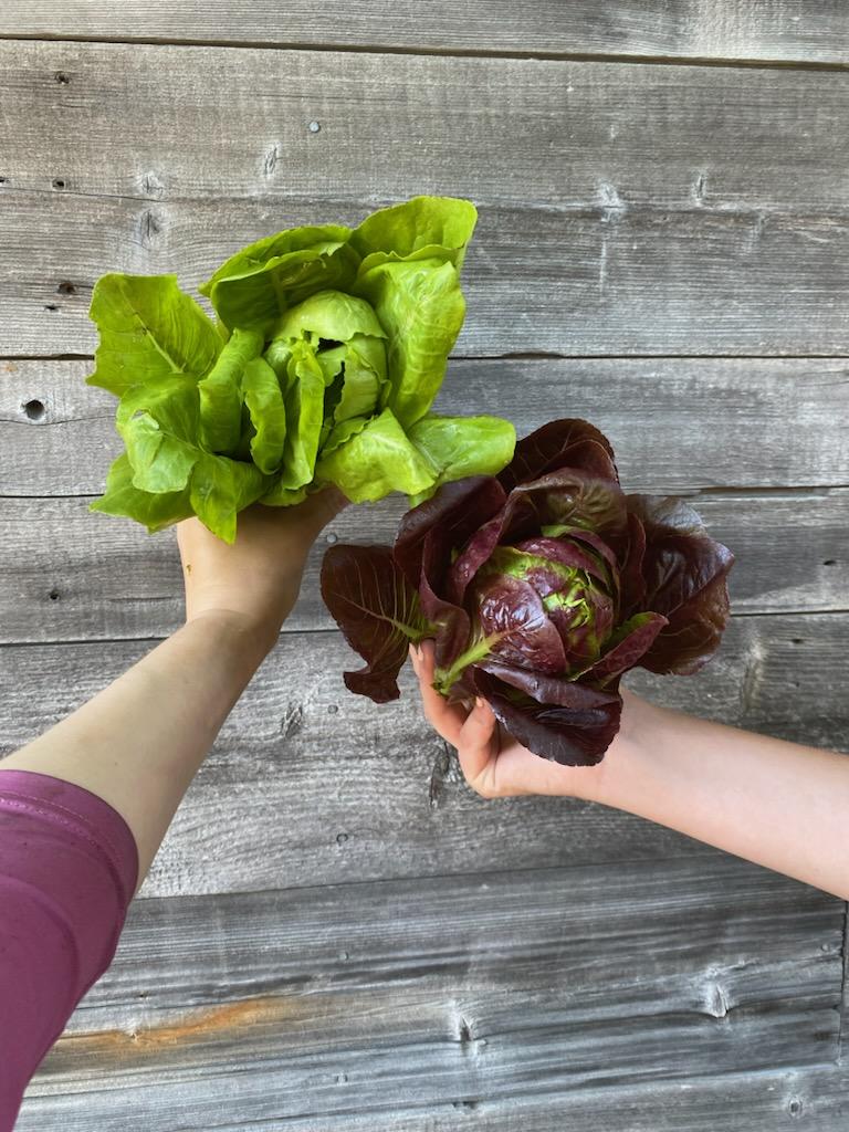 Lettuce