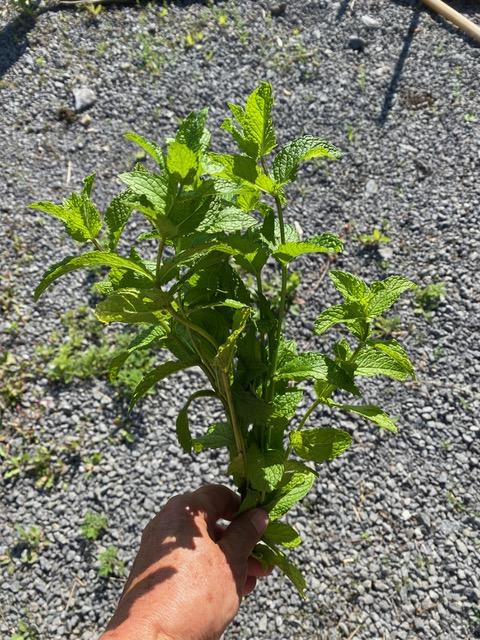 Spearmint
