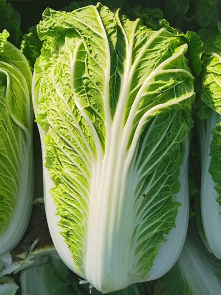Cabbage - Napa