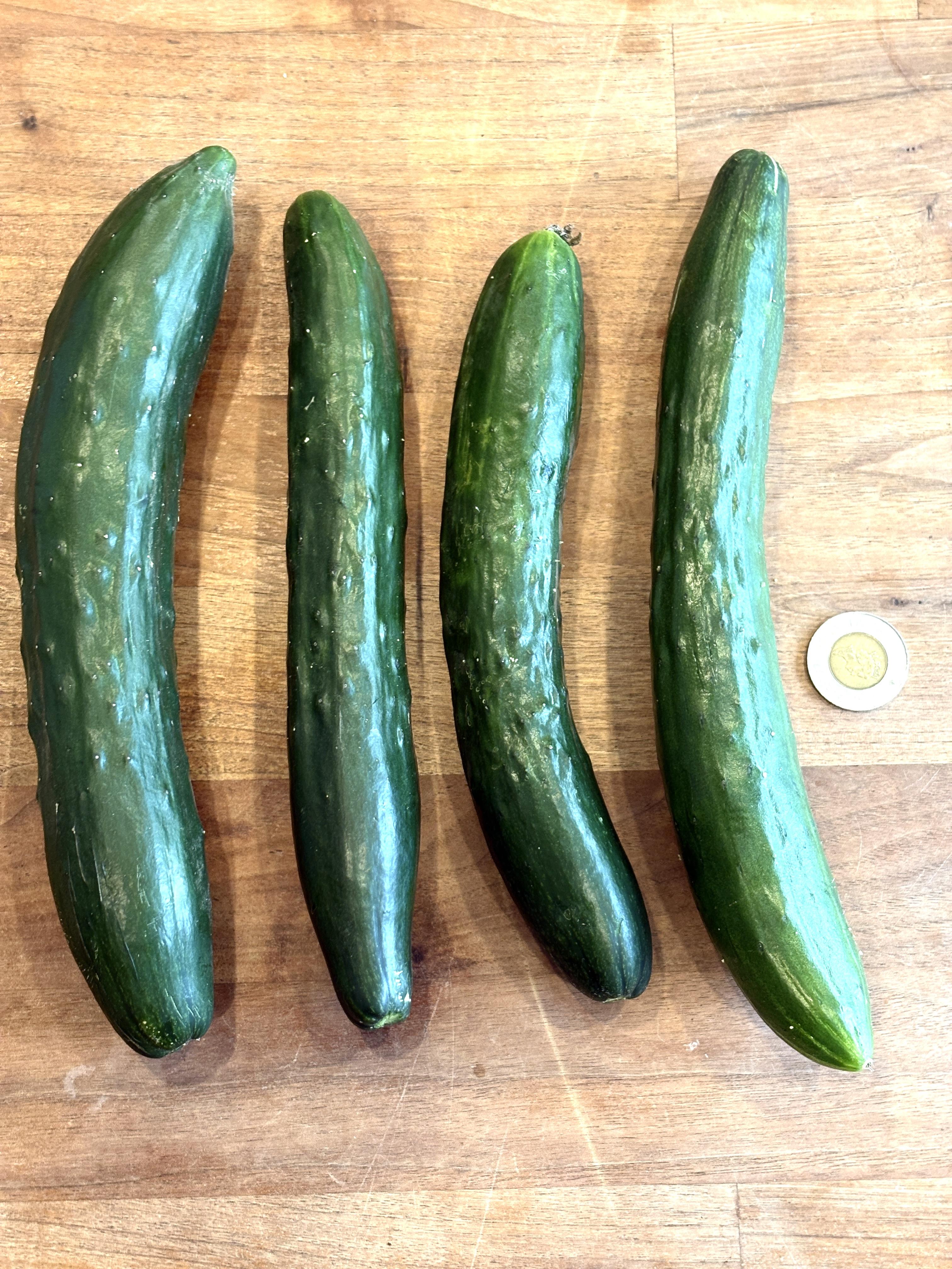 Cucumber - Shintokiwa