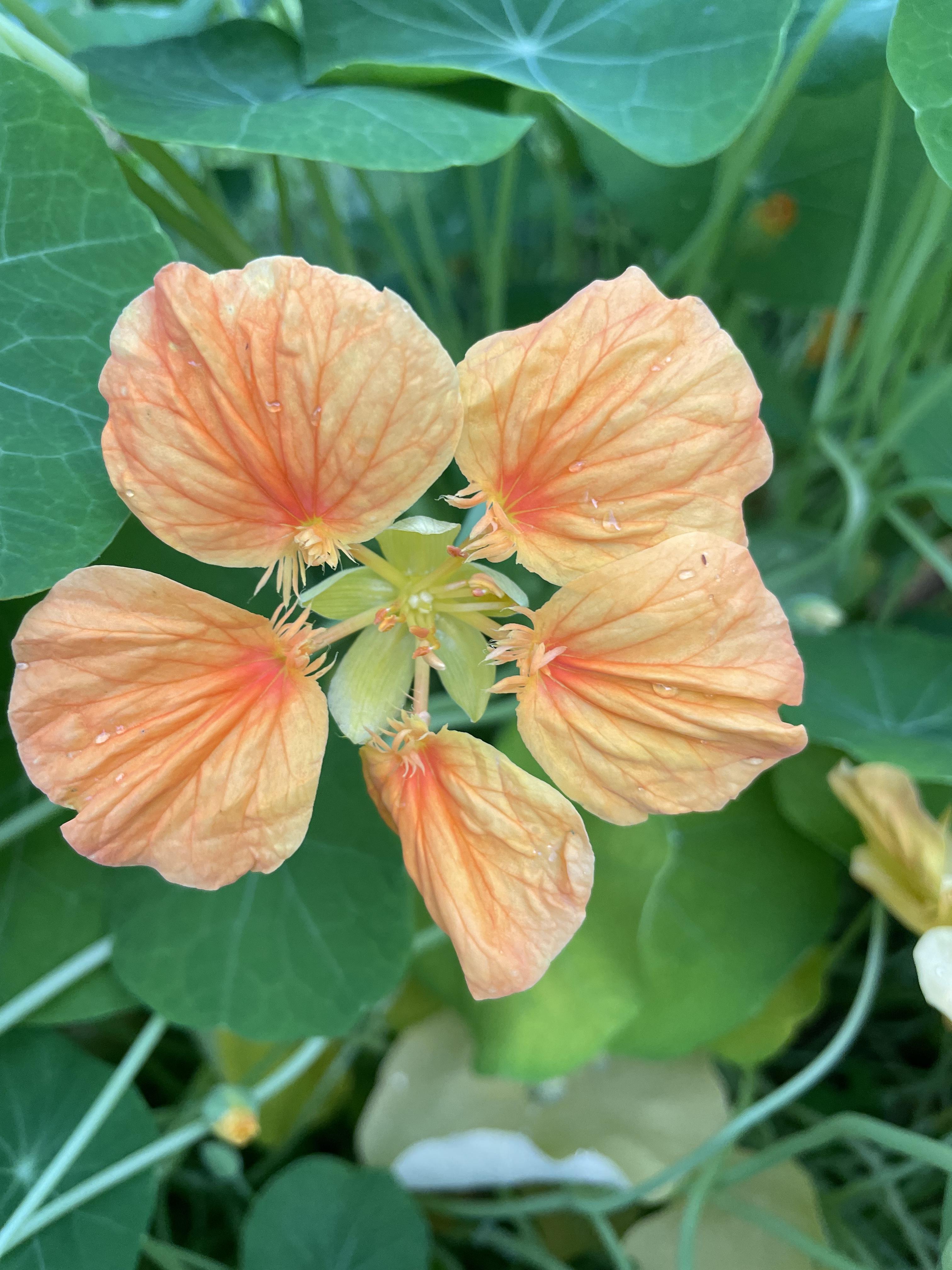 Nasturtiums (edible flowers)
