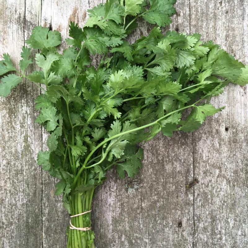 Cilantro