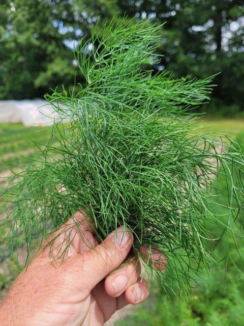 Dill