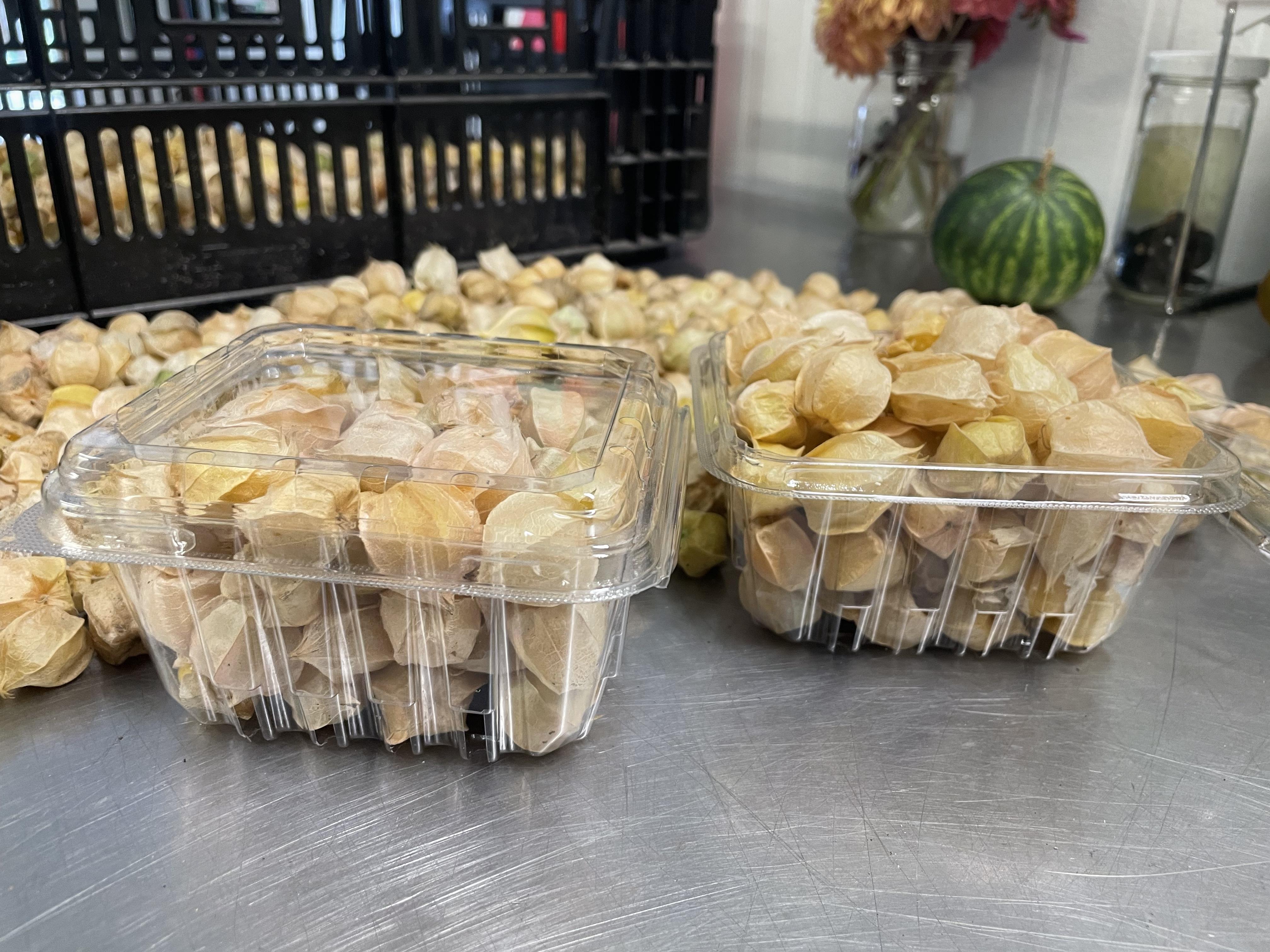 Ground Cherries