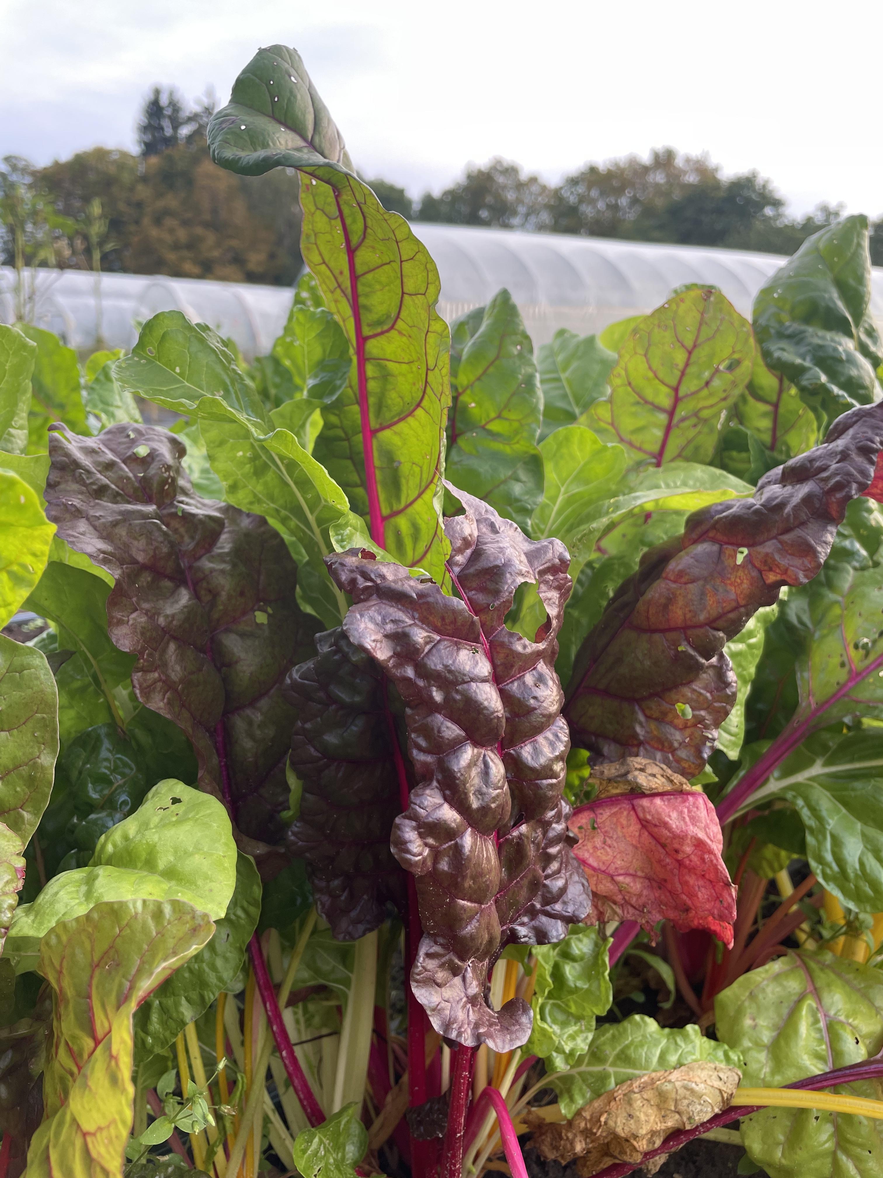 Swiss Chard