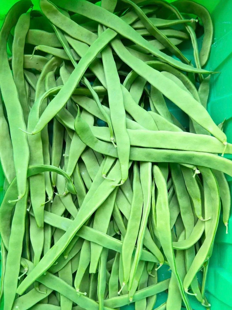 European Slicing Beans