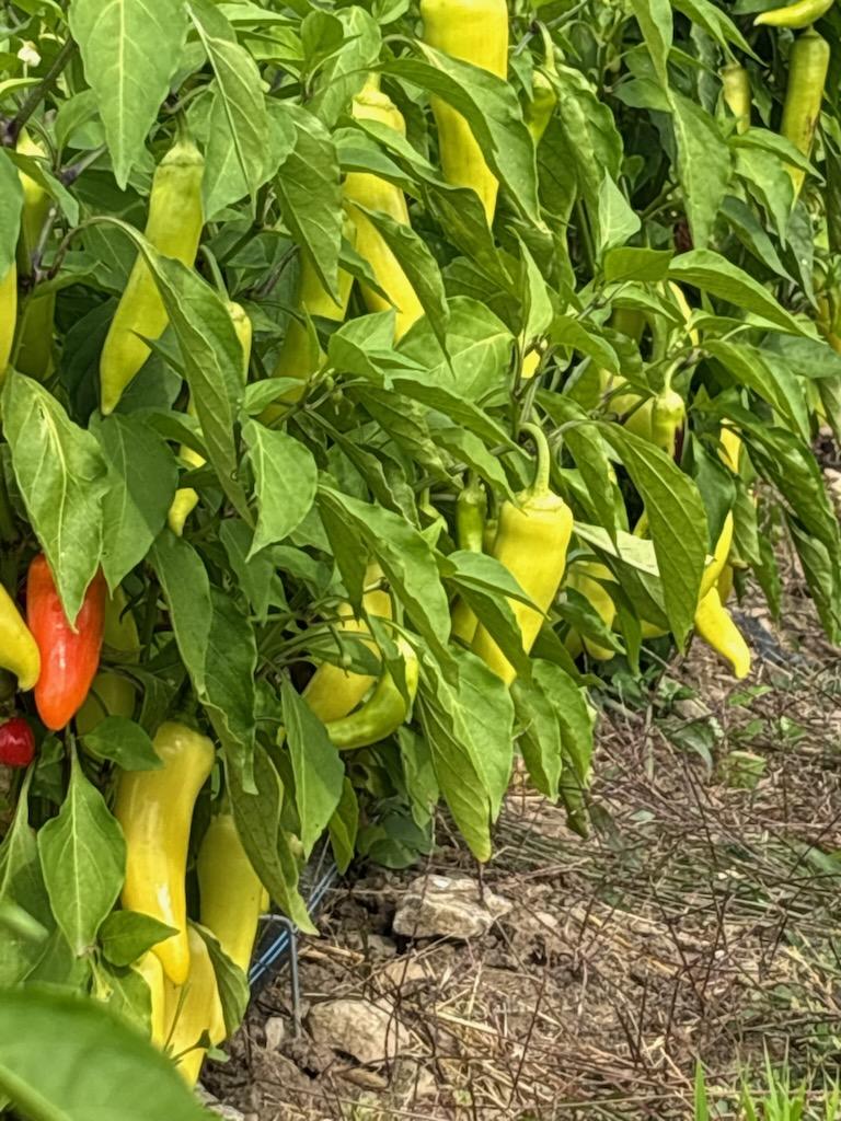 Certified Organic Sweet Banana Peppers