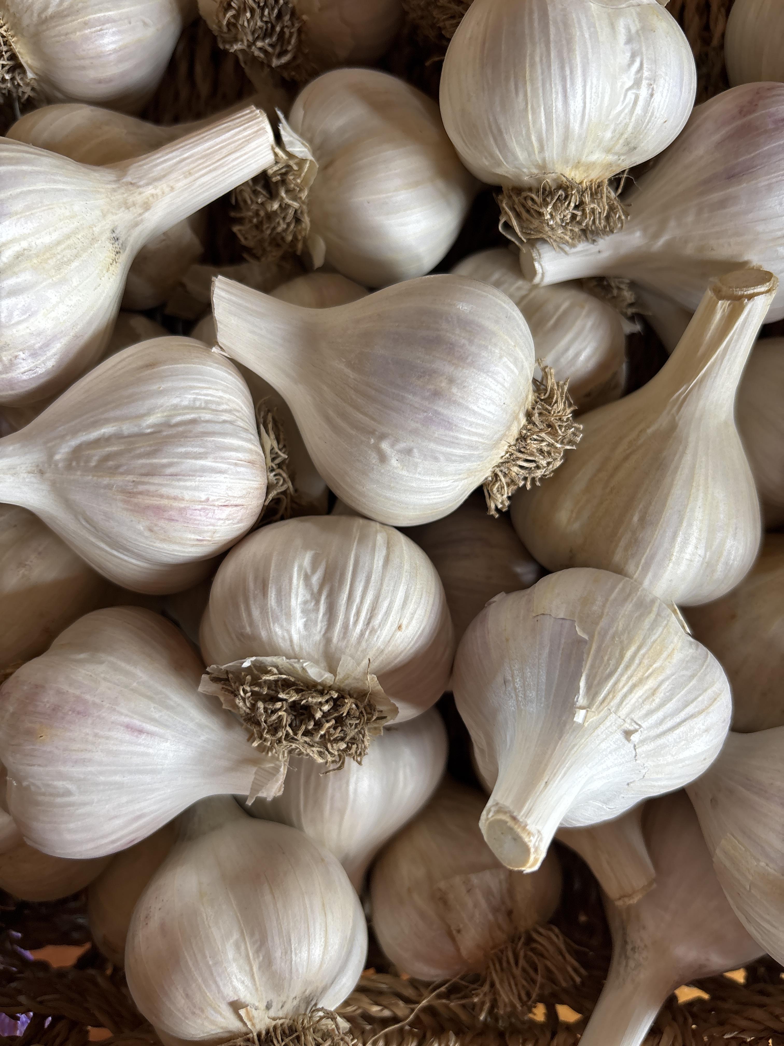 Certified Organic Garlic