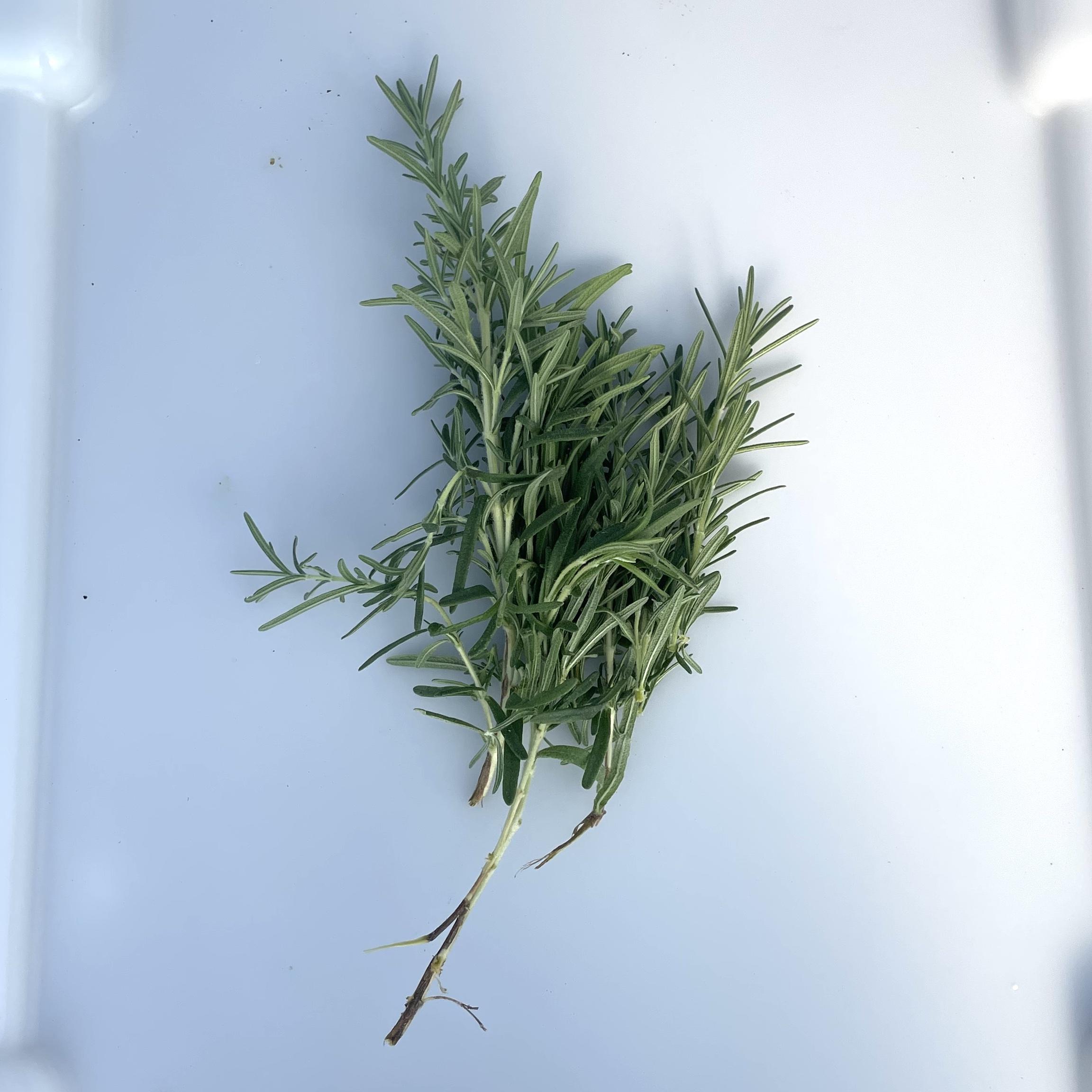 Rosemary