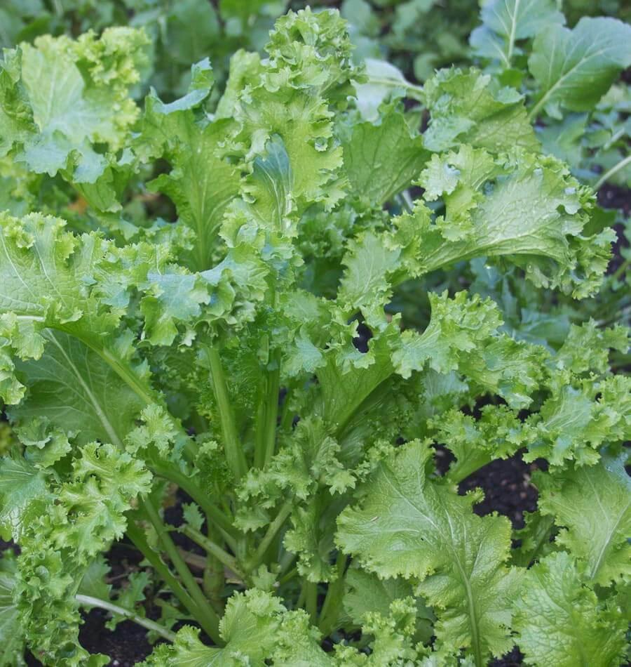 Certified Organic Kale