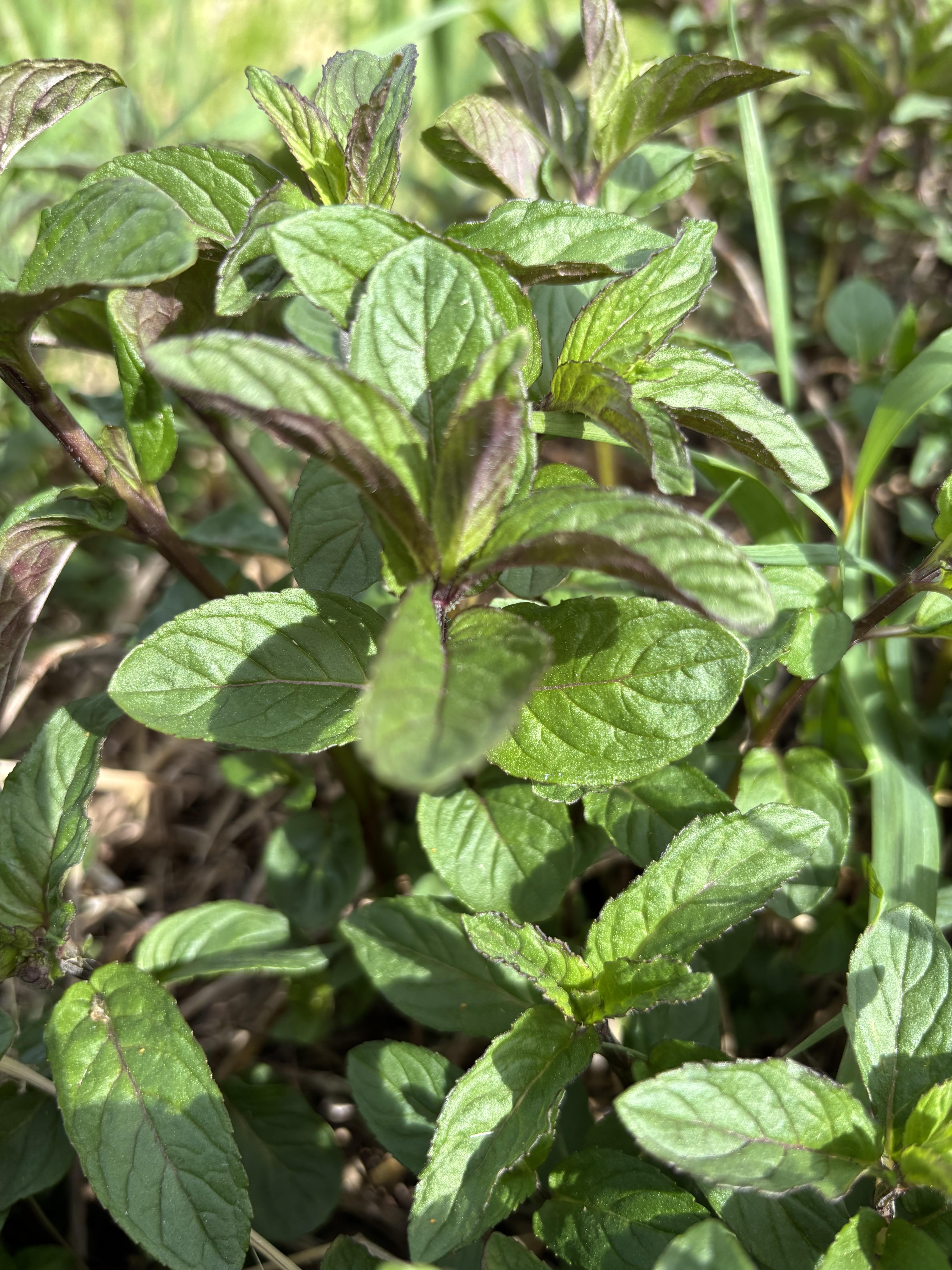 Certified Organic Chocolate Mint