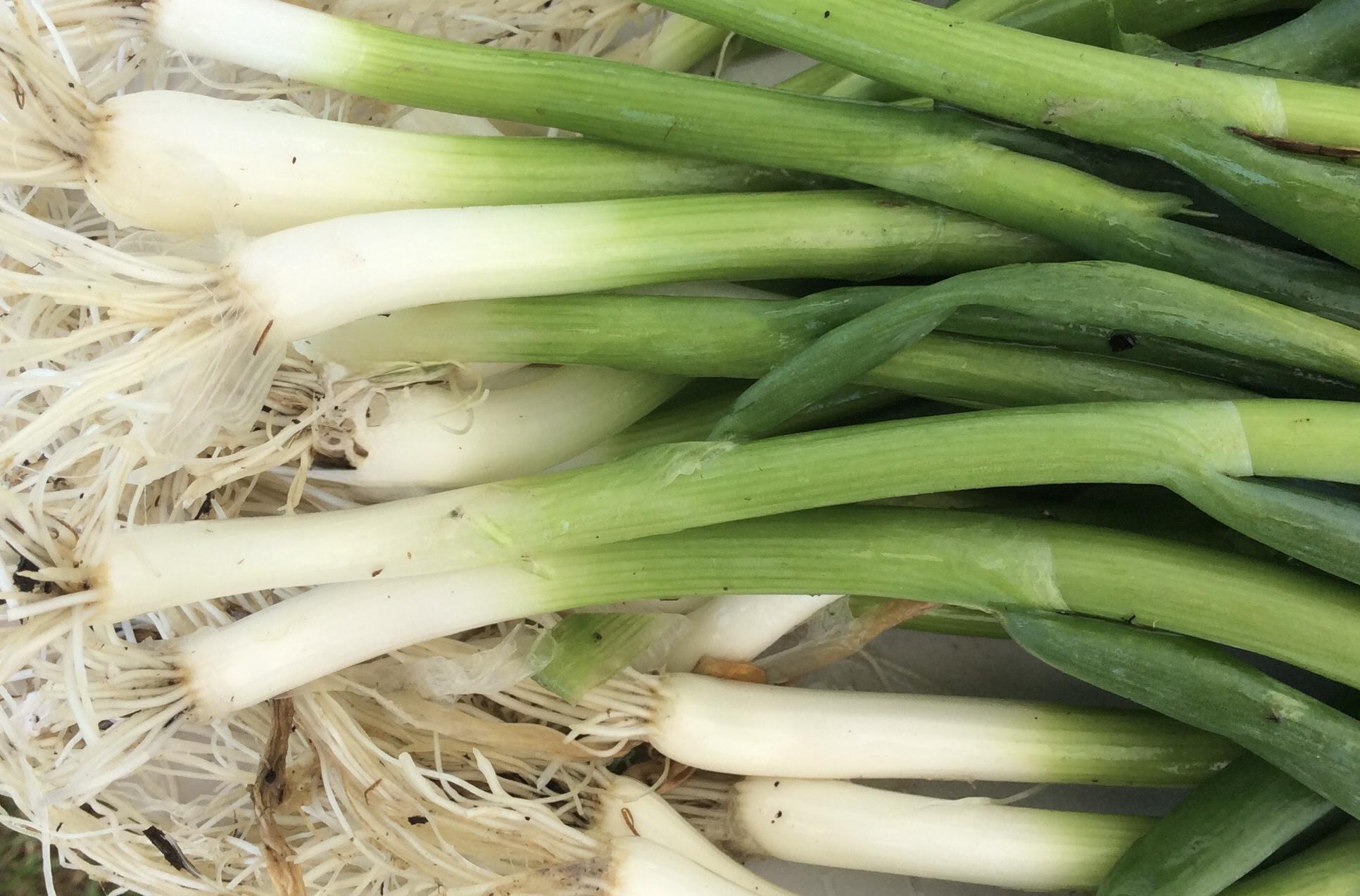 Certified Organic Green Garlic