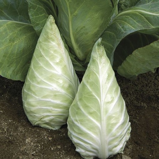Caraflex Cabbage