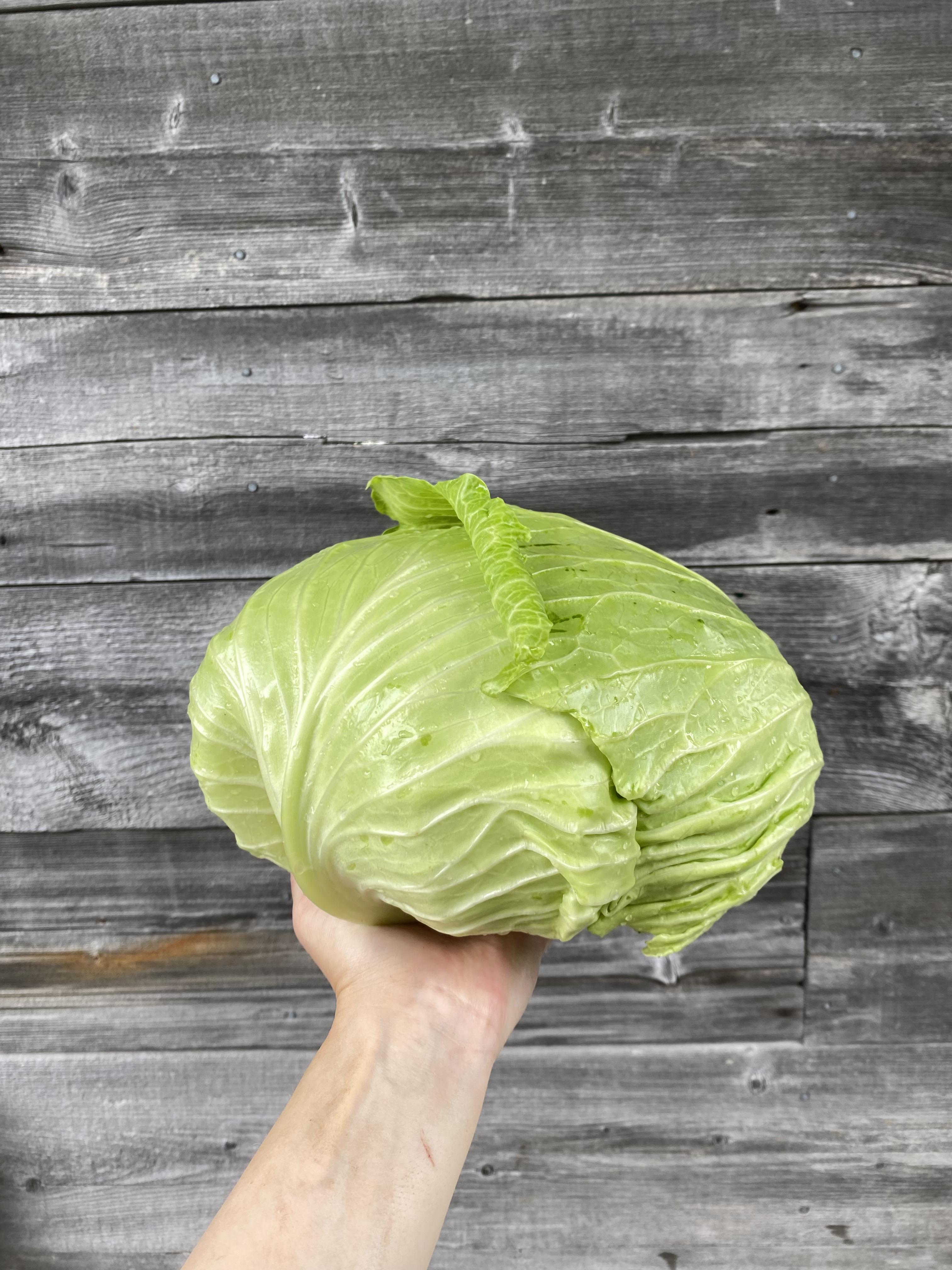 Cabbage - Taiwan