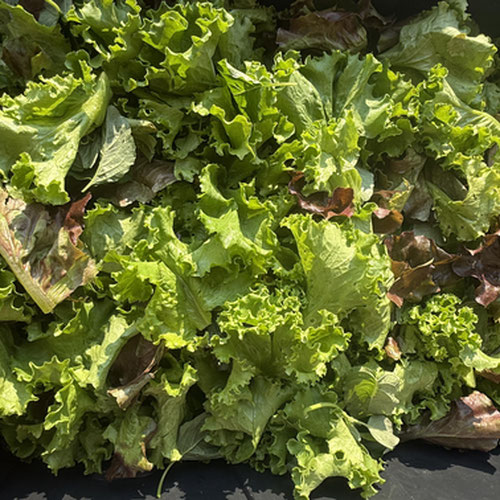 Spring salad mix from Henry’s Family Farm — Huntsville Food Hub