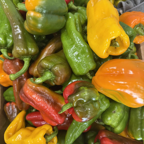 Bell peppers sweet mix from Henry’s Family Farm — Huntsville Food Hub