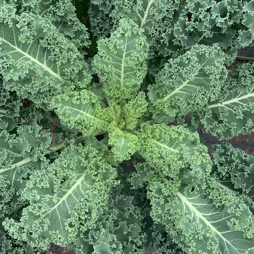 Curly Kale from Henry’s Family Farm — Huntsville Food Hub