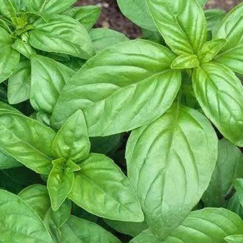 Basil from Henry’s Family Farm — Huntsville Food Hub