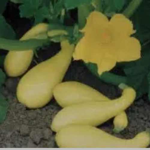 Summer squash from Henry’s Family Farm — Huntsville Food Hub