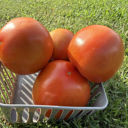 Tomatoes from Henry’s Family Farm — Huntsville Food Hub