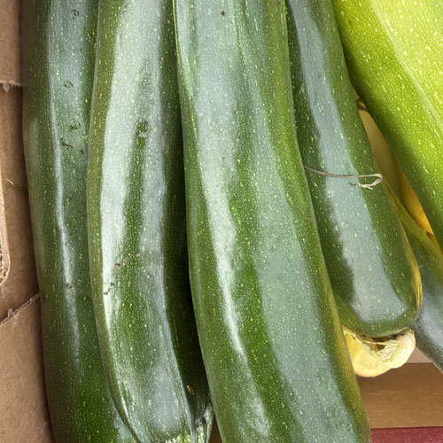 Zucchini from Henry’s Family Farm — Huntsville Food Hub