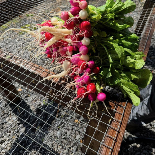 Radish | Naturally Grown