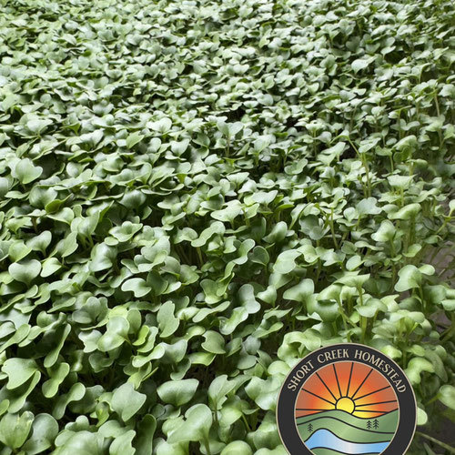 Broccoli Microgreens | Grown in organic, nutrient-rich soil