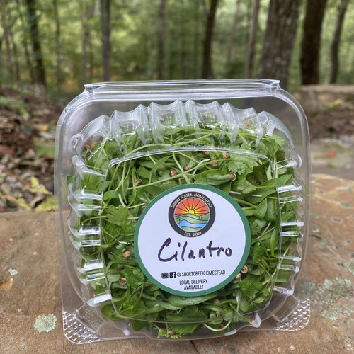 Cilantro Microgreens from Short Creek Homestead — Huntsville Food Hub