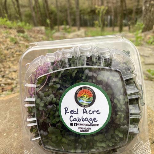 Red Acre Cabbage Microgreens | Grown in Nutrient Rich Organic Soil